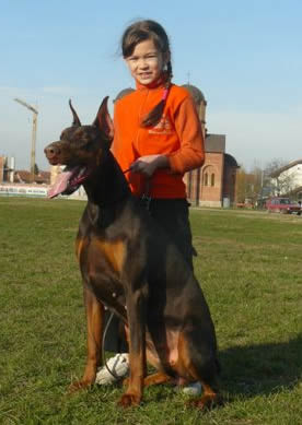 Level 2 Personal Protection Certified Dobermann For Sale - Millie