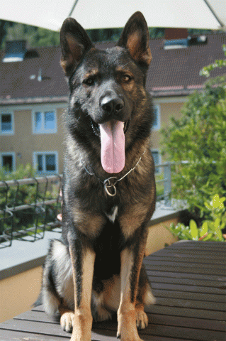 Level 2 Personal Protection Certified German Shepherd dog For Sale - Monk