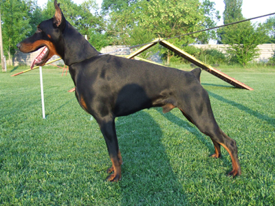 Niko - Executive Protection Dog - Dobermann - Import - For Sale