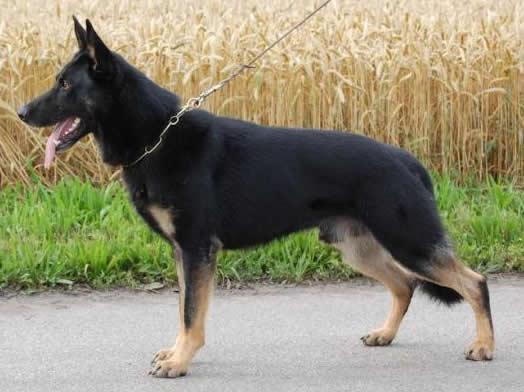 Nox • Personal Protection Dog •  German Shepherd • For Sale
