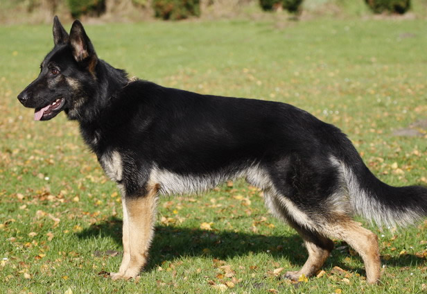 Odin • Personal Protection Dog • German Shepherd • For Sale