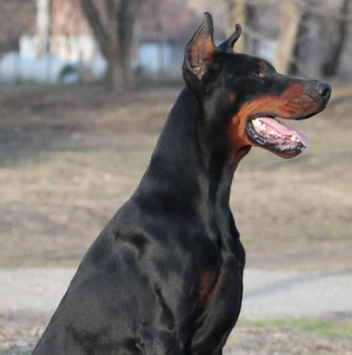 Pato - Personal Protection Dog - Dobermann - Import - For Sale