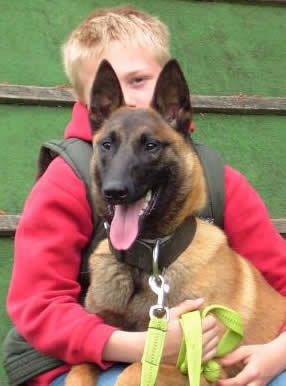 Marko • Dual Purpose Police K9 • Belgian Malinois • For Sale