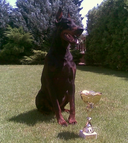 Boss - Personal Protection Dog - Dobermann - Import - For Sale