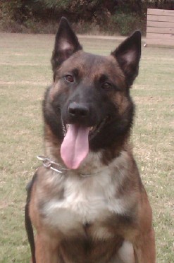 Smoke • Femaily Protection Dog • Belgian Malinois • For Sale