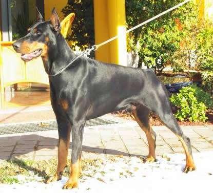 Trek - Dobermann Executive Protection Dog For Sale - Trek