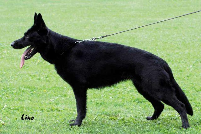 Urma • Personal Protection Dog • German Shepherd • For Sale