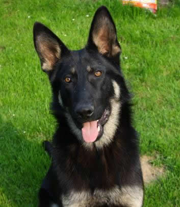 Zako • Personal Protection Dog • German Shepherd • For Sale