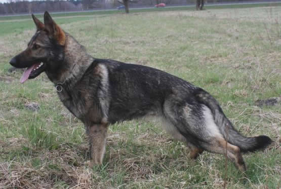 Durk • Personal Protection Dog • German Shepherd • For Sale