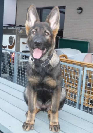 Zoe • Family Protection Dog • German Shepherd • For Sale