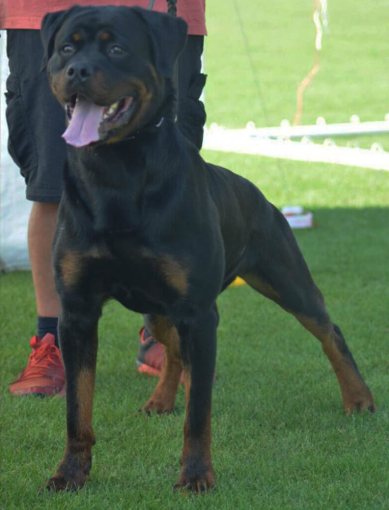 Kane Rottweiler Personal Protection Dog For Sale • Import Rottweiler Puppies For Sale | German Rottweilers For Sale 