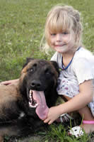 German Import Belgian Malinois Level 2 Protection Dog For Sale