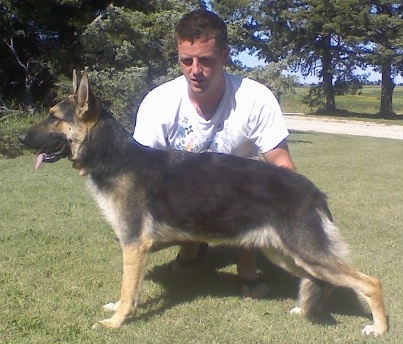 German Shepherd Dog Level 3 Protection Dog For Sale