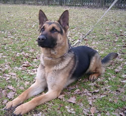 German Shepherd Dog Level 3 Protection Dog For Sale