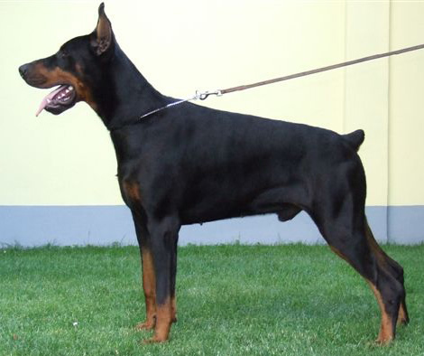 German Shepherd Dog Level 3 Protection Dog For Sale