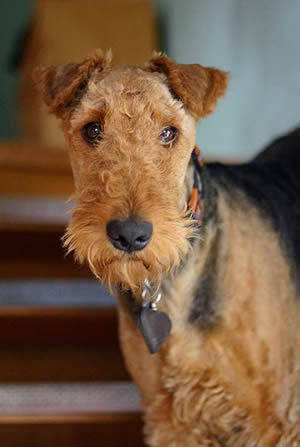 Airedale Terrier For Sale | Trained Airedales For Sale | Airedale Terrier Puppies For Sale | Import Airedales For Sale 