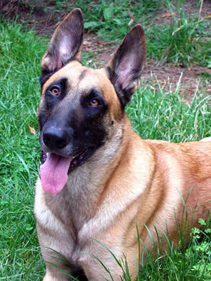 Belgian Malinois Description