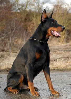 German Doberman Pinscher Description