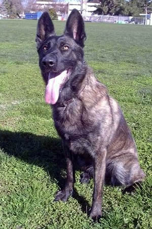 Dutch Shepherd Dog Description