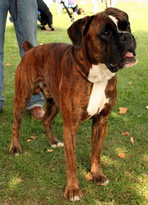 Boxers For Sale | Trained Boxers For Sale | Boxers For Sale | German Boxer Protection Dog For Sale | German Boxer Puppies For Sale | Import Boxers For Sale | German Boxer Breed Description