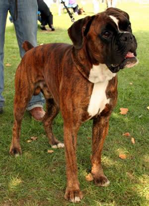 Boxers For Sale | Trained Boxers For Sale | Boxers For Sale | German Boxer Protection Dog For Sale | German Boxer Puppies For Sale | Import Boxers For Sale | German Boxer Breed Description