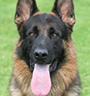 Protection Trained German Shepherd Dog History