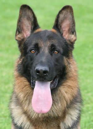 German Shepherd Dog Description