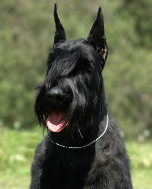 German Giant Schnauzer Description