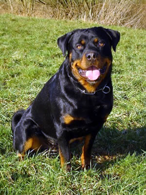 Rottweiler Description