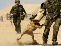Police K9, Law Enforcement K9, Military K9 and Security K9 Services