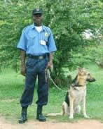 Guard Dogs & Security Dogs For Sale
