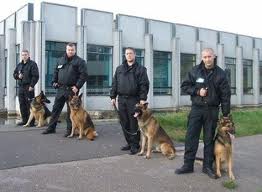Guard Dogs & Security Dogs For Sale