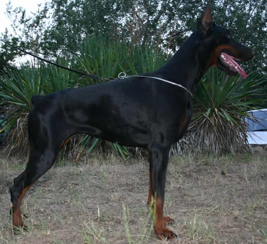 German Shepherd Dog Level 3 Protection Dog For Sale