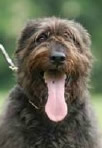 Baka  •  Executive Protection Bouvier For Sale • Bouvier For Sale • Protection Bouvier For Sale