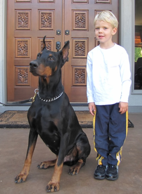 Certified Family Protection Dogs For Sale
