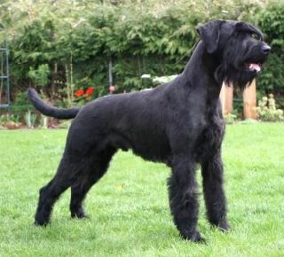 Zeppo Giant Schnauzer Personal Protection Dog For Sale •  Import German Giant Schnauzer For Sale