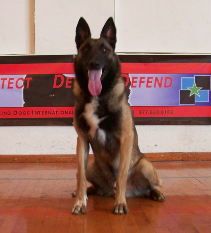 Malinois Police K9's For Sale | Belgian Malinois Police Service Dogs For Sale | Malinois K9s For Sale | Import Malinois For Sale | Malinois Breed Description