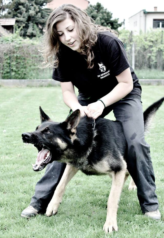 Certified Executive Protection Dogs For Sale