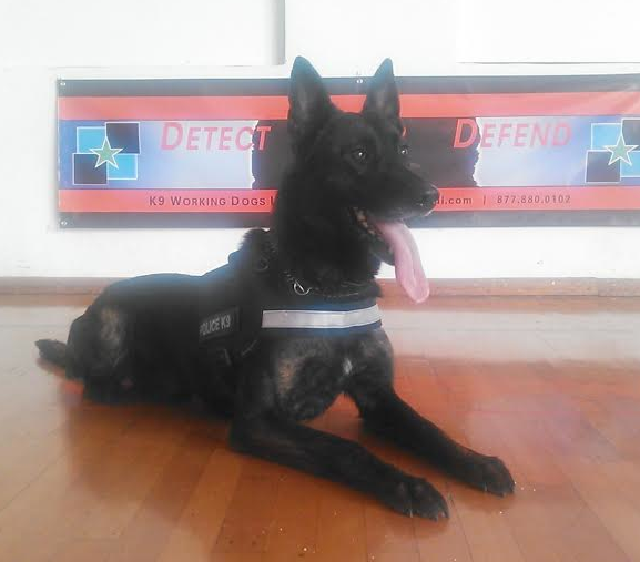 FOR SALE Dutch Shepherd K9 For Sale | Trained Dutch Shepherds For Sale | Dutch Shepherd Police Service Dogs For Sale | Dutch Shepherd Imports For Sale