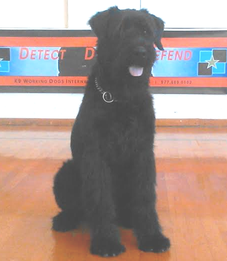 German Giant Schnauzer For Sale | Import Giant Schnauzer For Sale | Giant Schnauzer Puppies For Sale | Giant Schnauzer Protection Dogs For Sale 