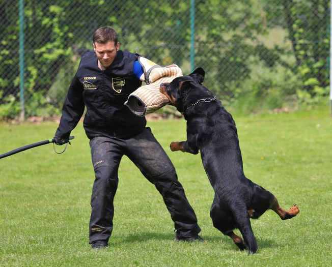german rottweiler for sale