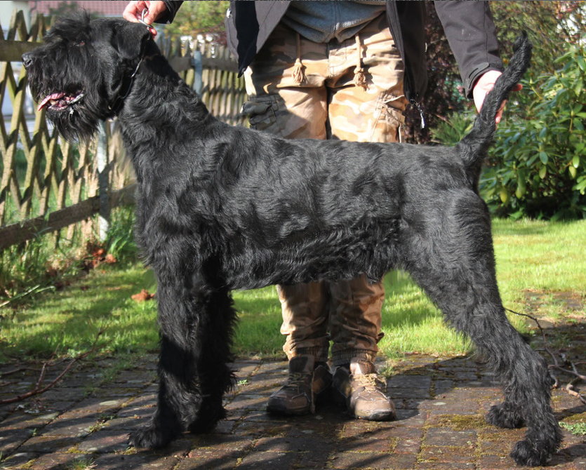 Santos Giant Schnauzer Personal Protection Dog For Sale •  Import German Giant Schnauzer For Sale
