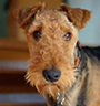 Airedale Terriers For Sale