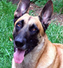 Belgian Malinois For Sale