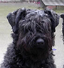 Bouvier des Flandres For Sale