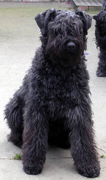 Bouvier des Flandres For Sale | Personal Protection Bouvier For Sale } Import Bouvier Puppies For Sale | Bouvier For Sale