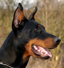 German Dobermanns For Sale