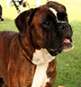 German Boxers For Sale