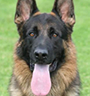 German Shepherd Dogs For Sale