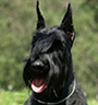 Giant Schnauzers for Sale